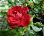 Роза Red Fairy (Ред Фейри)