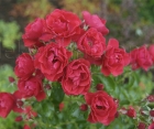 Роза Red Fairy (Ред Фейри)