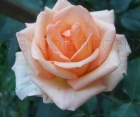 Роза Versilia (Версилия)