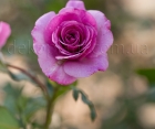 Роза Violette Parfume (Виолет Парфюм)