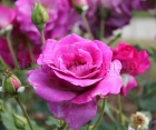 Роза Violette Parfume (Виолет Парфюм)