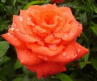 Троянда Angelica (Анжеліка) 