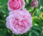Троянда Chaplins Pink (Чаплінз Пінк) 