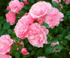 Троянда Chaplins Pink (Чаплінз Пінк) 