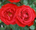 Троянда Cordula (Кордула)  