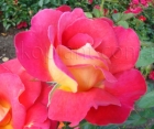 Троянда Harlekin (Арлекін)