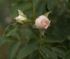 Троянда Ginger Syllabub (Джинджер Сілабаб)