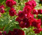 Троянда Don Juan (Дон Жуан) 