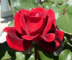 Троянда Don Juan (Дон Жуан) 