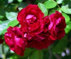 Троянда Flammentanz (Фламментанц) 
