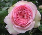 Троянда Eden Rose (Еден Роуз)