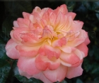 Троянда English Sonette (Інгліш Сонет)