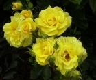Троянда Lichtkunigin Lucia (Ліхткюнігін Люсія) 