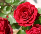 Троянда Nahelglut (Нахеглут)