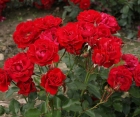 Троянда Nina Weibull (Ніна Вейбул)