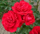 Троянда Nina Weibull (Ніна Вейбул)