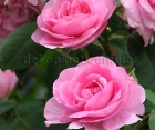 Троянда Pink Cluster (Пінк Кластер) 