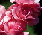 Троянда Pink Cluster (Пінк Кластер) 