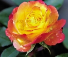 Троянда Rumba (Румба)