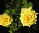 Троянда Sunmaid (Санмейд)