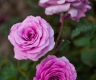 Троянди Violette Parfume Climbing (Віолет Парфум Плетистий) Троянди Violette Parfume Climbing (Віолет Парфум Плетистий)