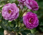 Троянди Violette Parfume Climbing (Віолет Парфум Плетистий)