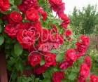 Роза Family Red (Фемели Ред)