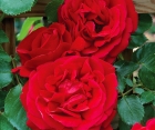 Троянда Family Red (Фемелі Ред)
