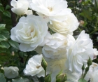 Троянда Family White (Фемелі Уайт)