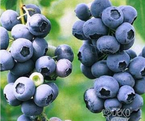 Черника Элизабет