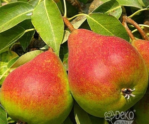 Груша Улюблениця Клаппа