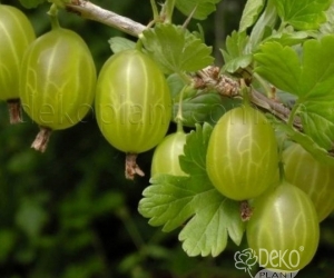 Крыжовник Малахит