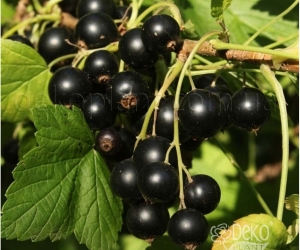 Смородина чёрная Сокровище