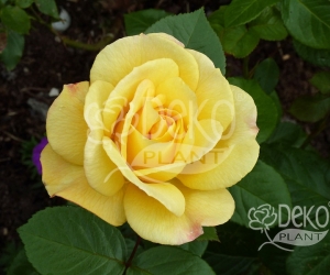 Роза Avenue Yellow (Авеню Йеллоу)