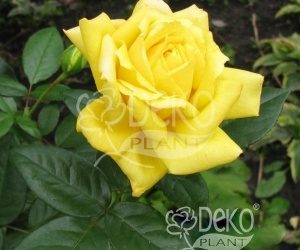 Роза Solo Yellow (Соло Йеллоу)