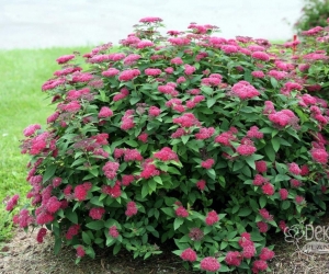 Квітучий кущ Spiraea Froebelii (Спірея Фробелі)