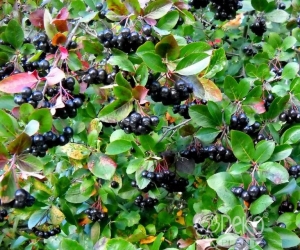 Декоративний листяний кущ Aronia Melanocarpa (Аронія)