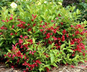 Квітучий кущ Weigela Bristol Ruby (Вейгела Брістол Рубі)