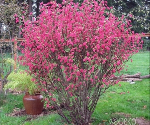 Декоративний листяний кущ Ribes Sang. King Edward VII (Смородина декоративна червона)