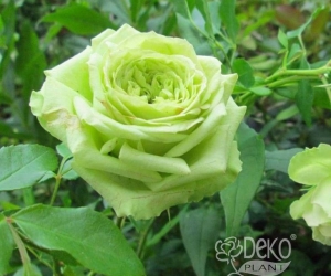 Троянда Super Green (Супер Грін)