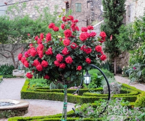 Роза Dame de Coeur (Дам де Кер)