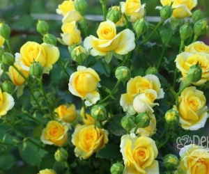 Роза Dorola (Дорола)