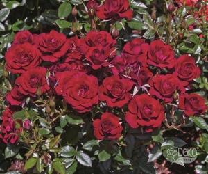 Роза Red Det (Ред Дет)