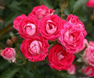 Роза Ruby Ice (Руби Айс)
