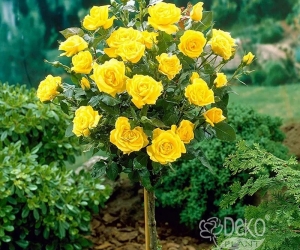 Роза Arthur Bell (Артур Белл)