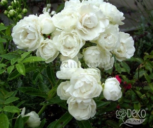 Роза Morsdag White (Морсдаг Уайт)