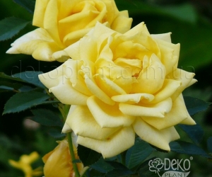 Роза Berolina (Беролина)