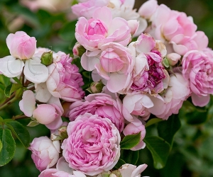 Роза Jasmina (Жасмина)