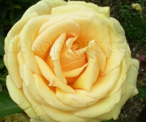 Роза Casanova (Казанова)