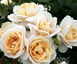 Роза Lions Rose (Лайонс Роуз)
